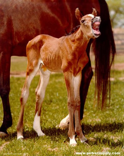 животные 009