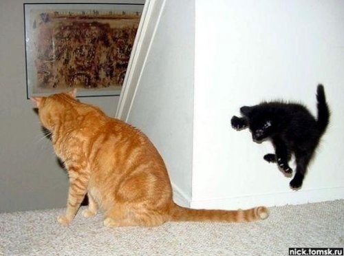 животные 011