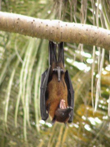 животные 010