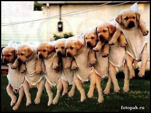 животные 017