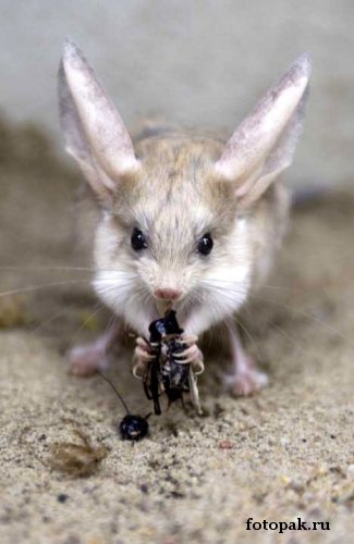 животные 028
