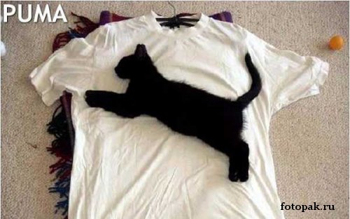 животные 034