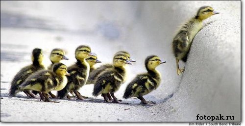 животные 043