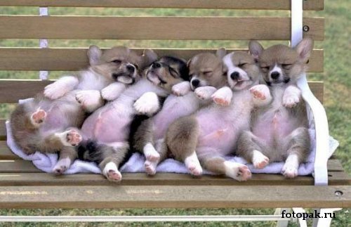 животные 049