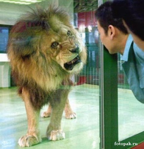 животные 051