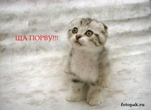 животные 058