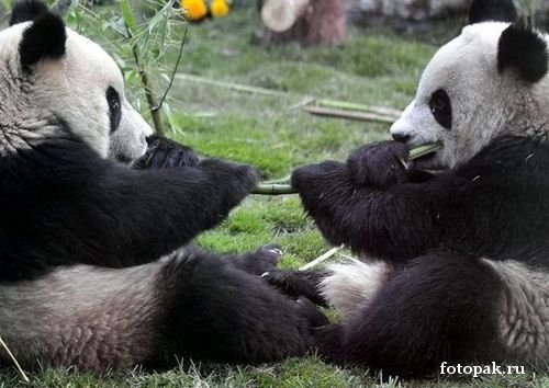 животные 062