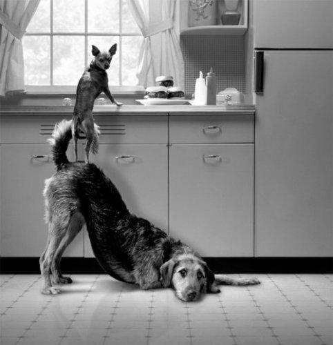 животные 066