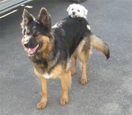 животные 068