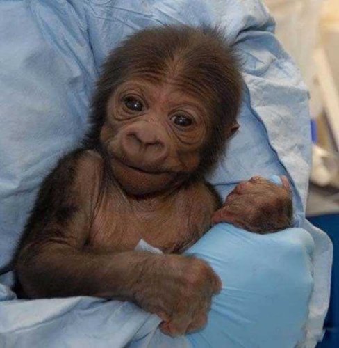 животные 070