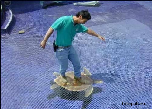 рисунки на асфальте 013