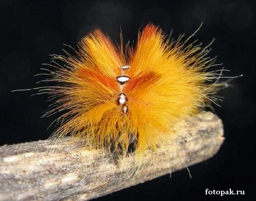 Насекомые 046