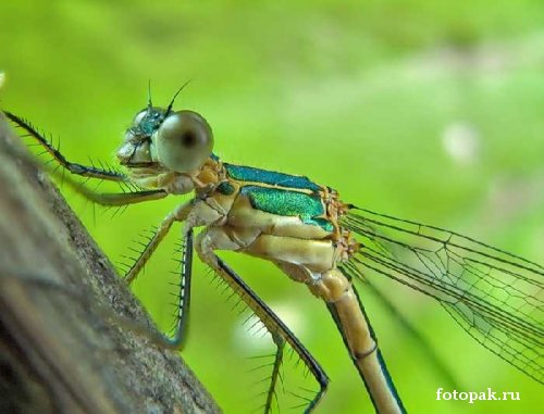 Насекомые 043