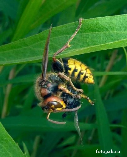 Насекомые 047