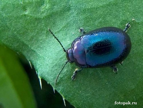 Насекомые 048