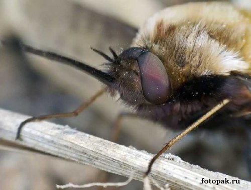 Насекомые 050