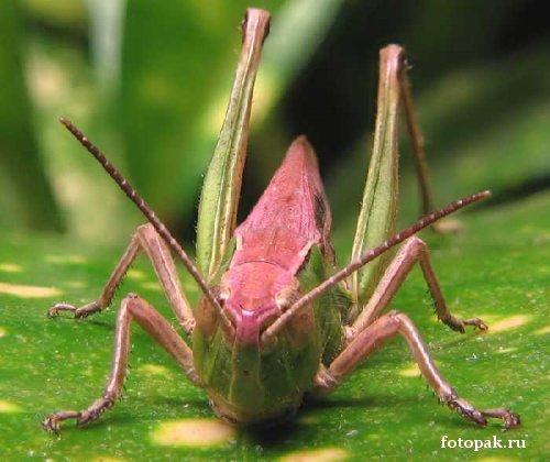 Насекомые 049