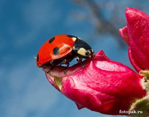 Насекомые 052