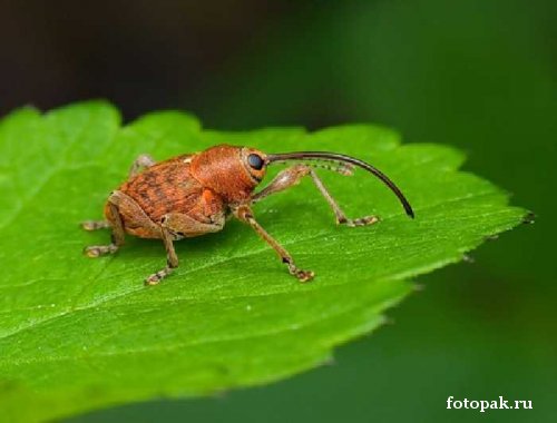 Насекомые 055