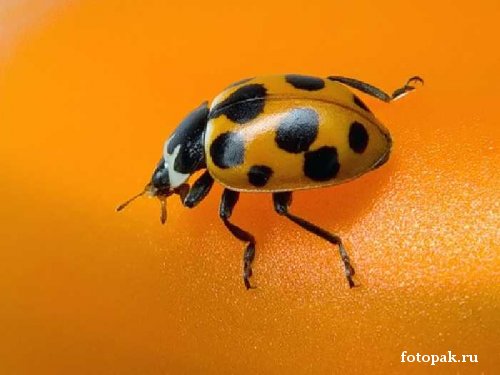 Насекомые 053