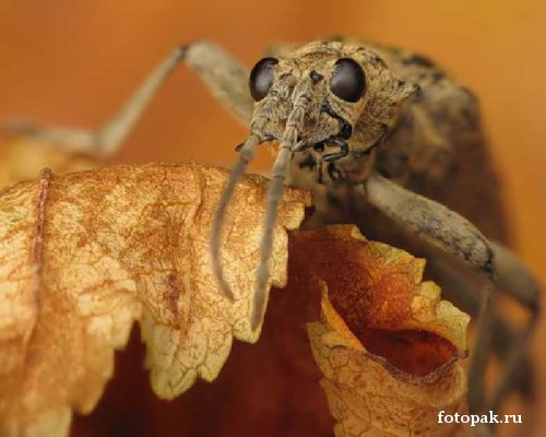 Насекомые 054