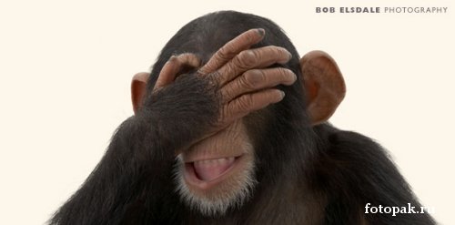 животные 073