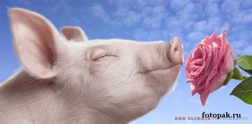 животные 075