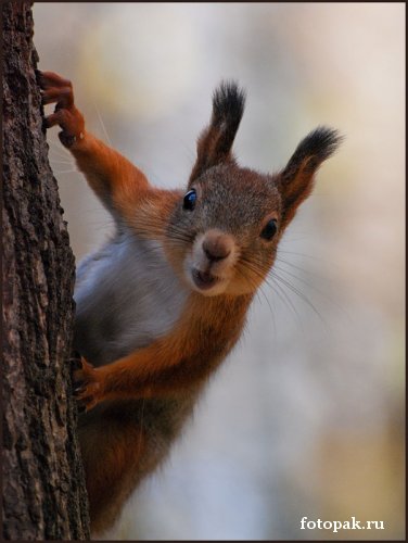 животные 076