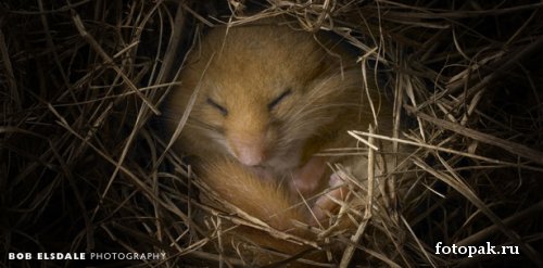 животные 074