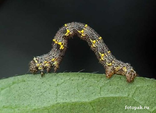 Насекомые 056