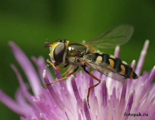 Насекомые 058