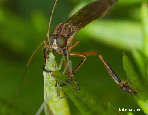 Насекомые 059