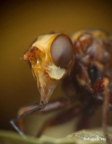 Насекомые 060