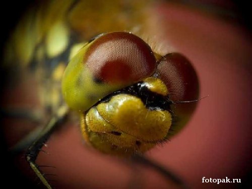 Насекомые 061