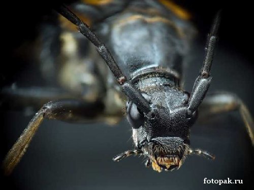 Насекомые 062