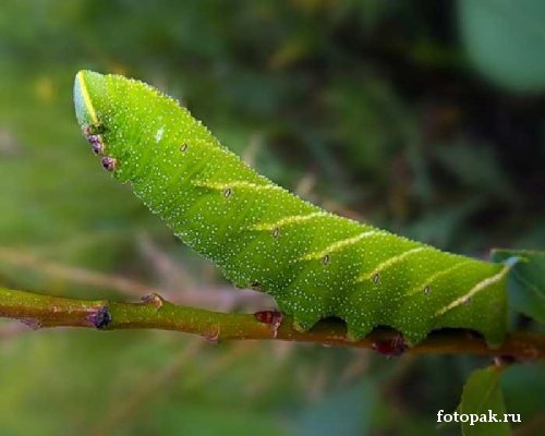 Насекомые 063