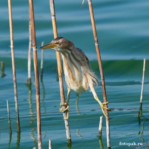 животные 077