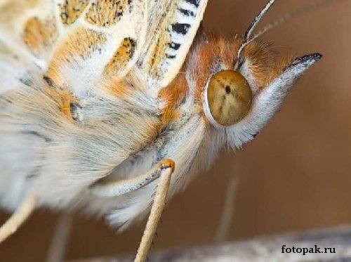 Насекомые 064