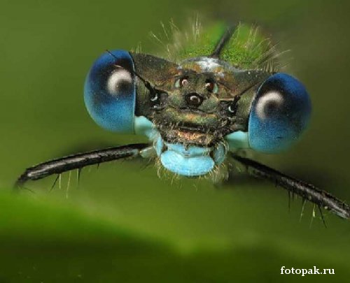 Насекомые 065