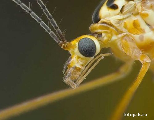 Насекомые 066