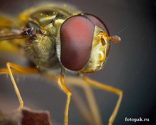 Насекомые 067