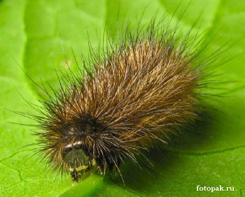 Насекомые 068