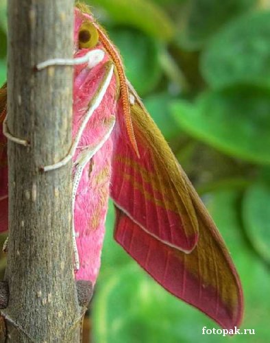 Насекомые 069