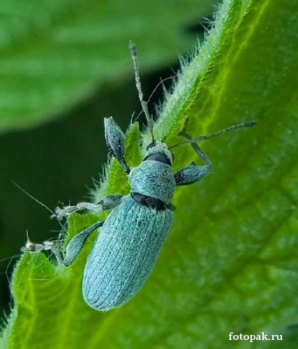 Насекомые 073