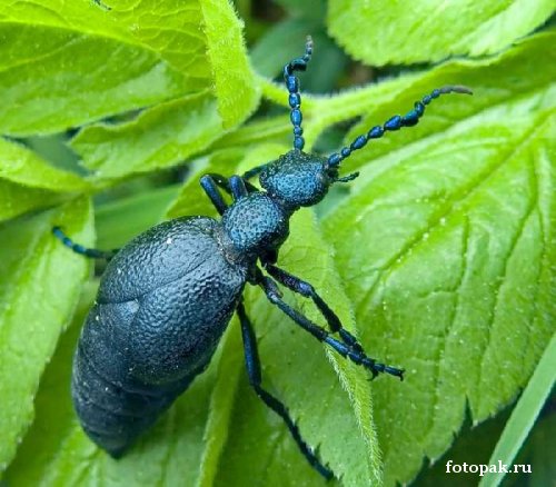 Насекомые 071