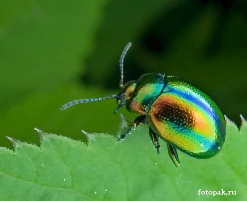 Насекомые 072