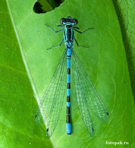 Насекомые 074