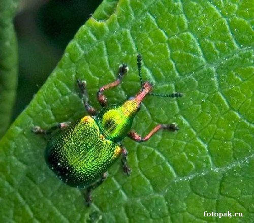 Насекомые 075