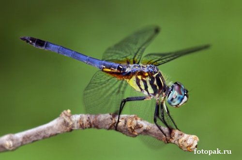 Насекомые 077