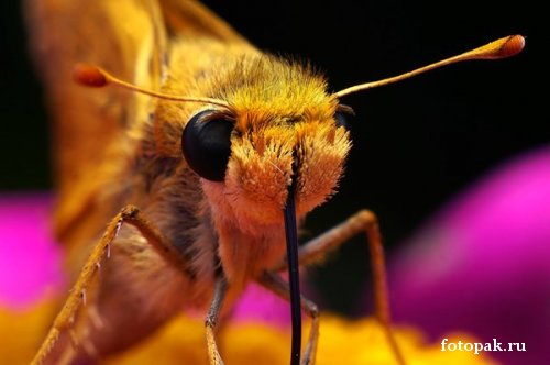 Насекомые 081